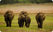 Corbett National Park