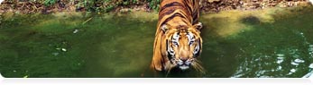 India Wildlife Tours