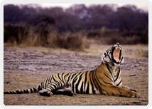 Ranthambore National Park