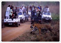 Ranthambore National Park Rajashtan