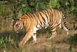 Tiger at Ranthambore