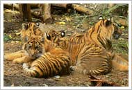 Rajasthan Wildlife and Goa Tour