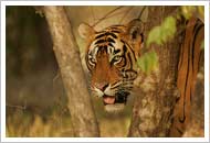 Tiger at Ranthambhore